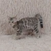 Bengal Kittens for Sale