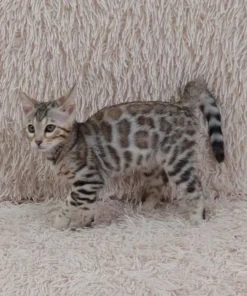 Bengal Kittens for Sale