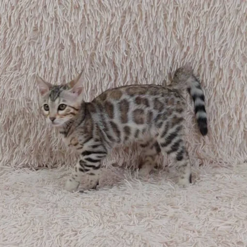 Bengal Kittens for Sale