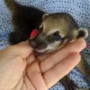 Coatimundi for Sale