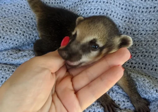 Coatimundi for Sale