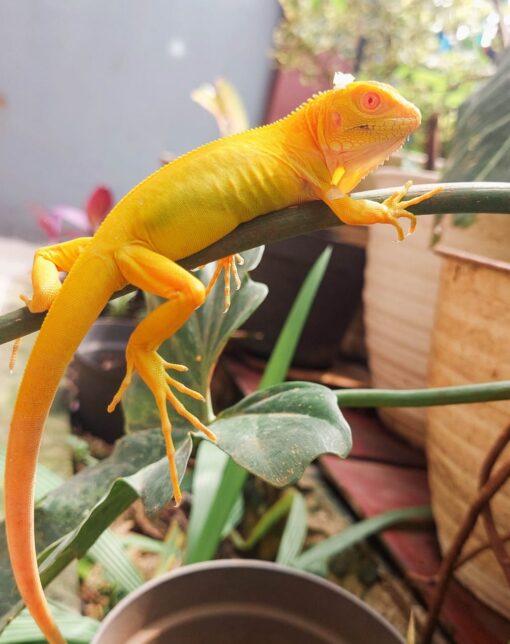 Albino Iguana For Sale