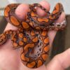 Brazilian Rainbow Boa