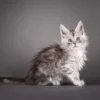 Maine Coon cat