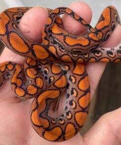 Brazilian Rainbow Boa