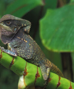 helmeted iguana