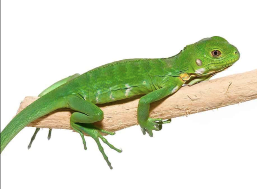 lesser antillean iguana