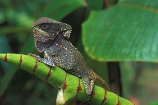 helmeted iguana