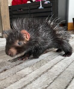 African Crested Porcupine