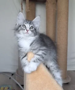 Norwegian Forest Cat