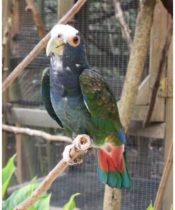 White Capped Pionus