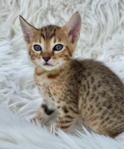 F1 Savannah Cat for Sale