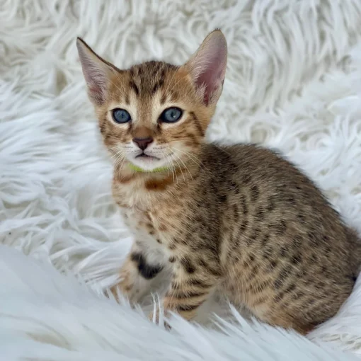 F1 Savannah Cat for Sale