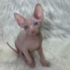 sphynx kitten for sale