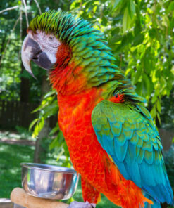 Harlequin macaw