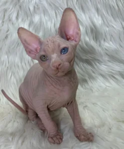 sphynx kitten for sale