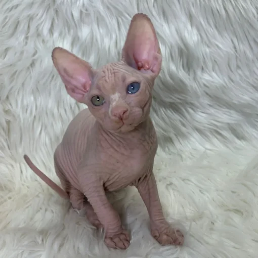 sphynx kitten for sale