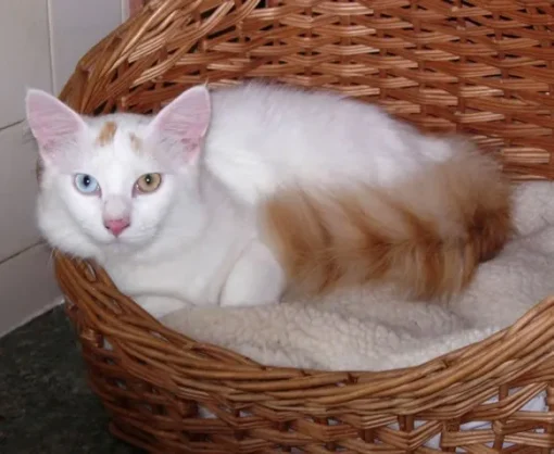 Turkish Van cat for sale