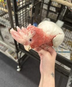 Galah Cockatoo