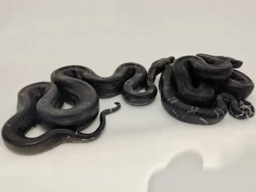 Black Devil Boa for sale