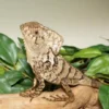 Helmeted iguana for sale