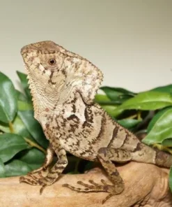 Helmeted iguana for sale