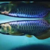 Blue Base Arowana