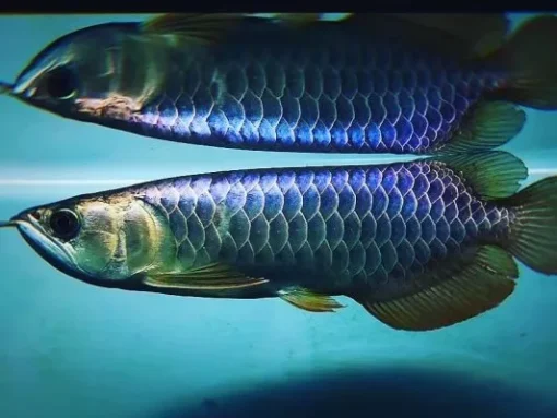 Blue Base Arowana