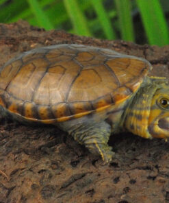 Mexican Musk Turtle