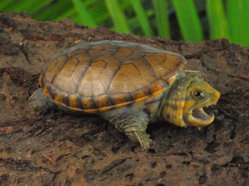 Mexican Musk Turtle