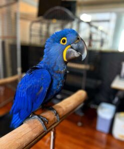 Hyacinth Macaw