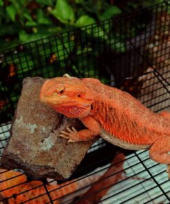 Bearded Dragon