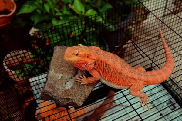 Bearded Dragon