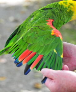 Double Yellow Headed Amazon Parrot