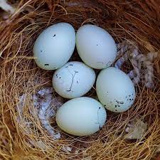 Toco Toucan Eggs