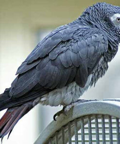 Timneh African Grey Parrot