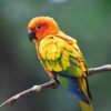 Sun conures