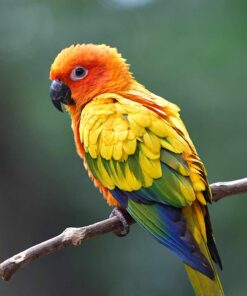 Sun conures