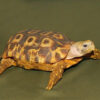 Speke’s Hingeback Tortoise