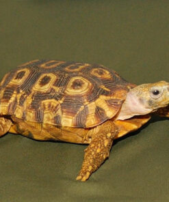 Speke’s Hingeback Tortoise