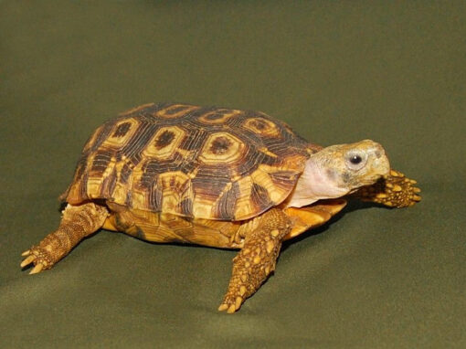 Speke’s Hingeback Tortoise