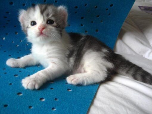 American Curl kittens for sale