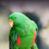 Solomon Island Eclectus