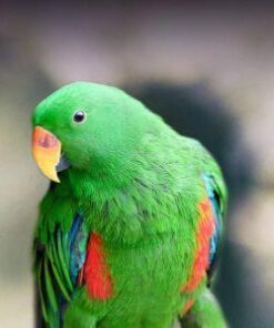 Solomon Island Eclectus