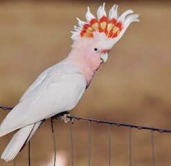 Major Mitchell Cockatoo