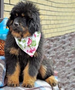 tibetan mastiff for sale