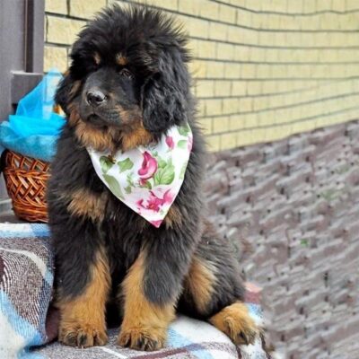 tibetan mastiff for sale