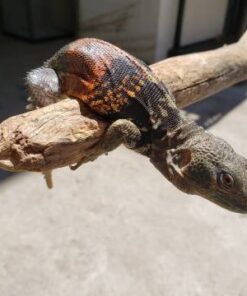 Spiny tail iguana