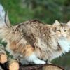 Norwegian Forest Cat