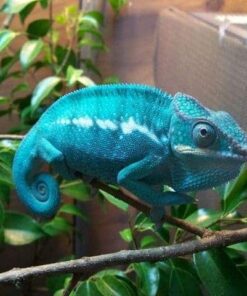 Nosy Be Panther Chameleon